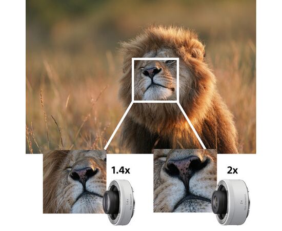 SONY FE 600mm f/4 GM OSS