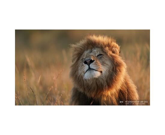 SONY FE 600mm f/4 GM OSS