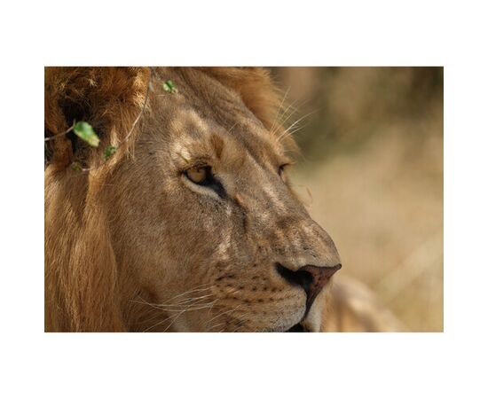 SONY FE 300m f/2.8 GM OSS