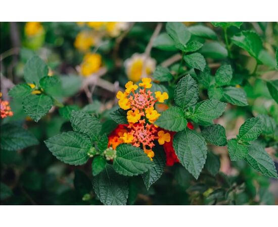 FUJIFILM Fujinon XF 23mm f/2.8 R WR - Preto