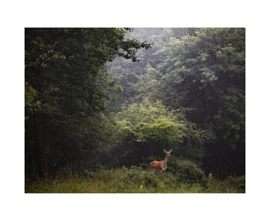 OM SYSTEM M.Zuiko Digital ED 50-200mm f/2.8 IS PRO