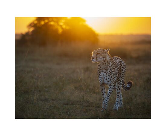 OM SYSTEM M.Zuiko Digital ED 50-200mm f/2.8 IS PRO