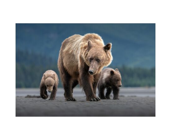 OM SYSTEM M.Zuiko Digital ED 50-200mm f/2.8 IS PRO