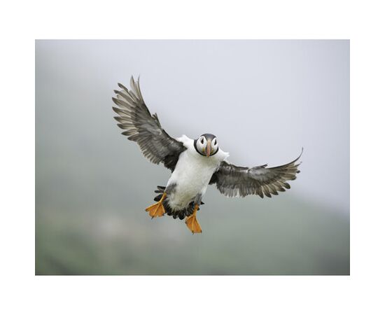 OM SYSTEM M.Zuiko Digital ED 50-200mm f/2.8 IS PRO