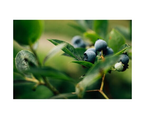 NIKON Nikkor Z DX 16-50mm f/2.8 VR NIKON Nikkor Z DX 16-50mm f/2.8 VR