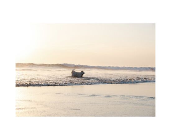 NIKON Nikkor Z DX 16-50mm f/2.8 VR