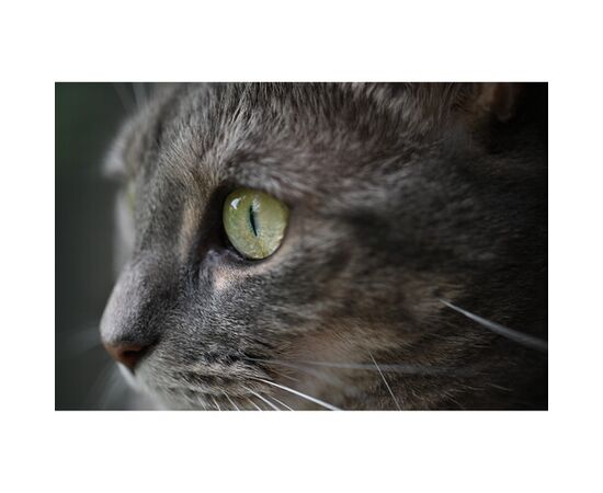 NIKON Nikkor Z DX MC 35mm f/1.7