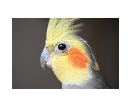 NIKON Nikkor Z DX MC 35mm f/1.7
NIKON Nikkor Z DX MC 35mm f/1.7