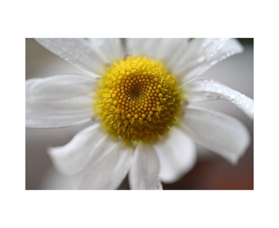 NIKON Nikkor Z DX MC 35mm f/1.7