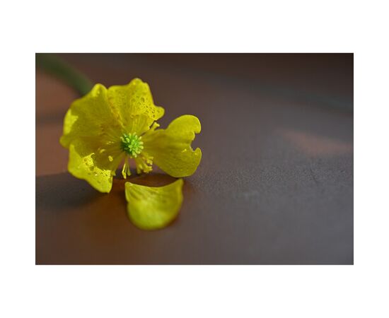 NIKON Nikkor Z DX MC 35mm f/1.7