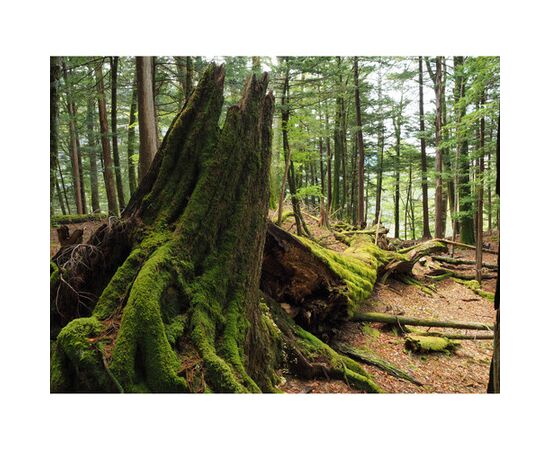 OM SYSTEM OM-5 Mark II Prata - Corpo