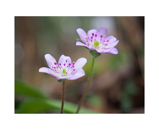 OM SYSTEM OM-5 Mark II Prata - Corpo