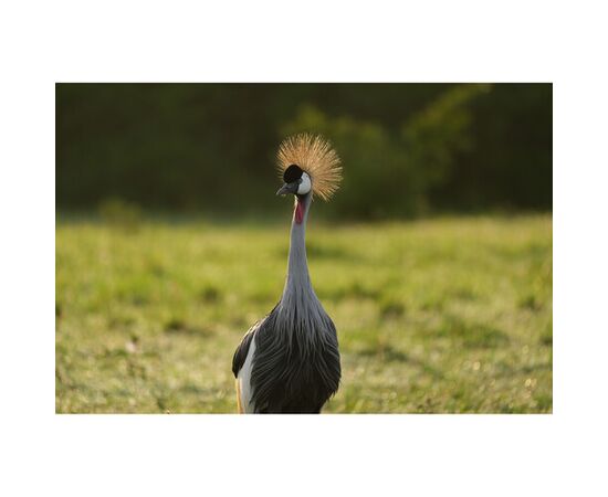 SONY FE 100-400 f/4.5 GM OSS