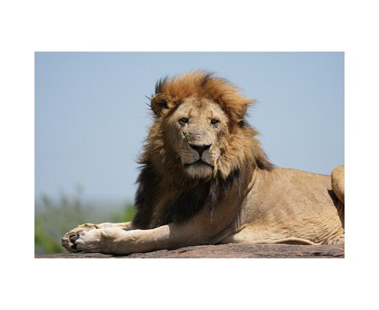 SONY FE 100-400 f/4.5 GM OSS