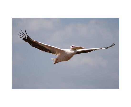 SONY FE 100-400 f/4.5 GM OSS