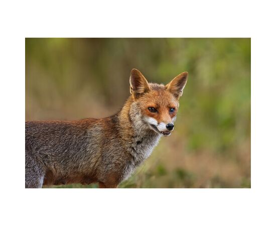 FUJIFILM Fujinon XF 400mm f/4.5 R LM OIS WR